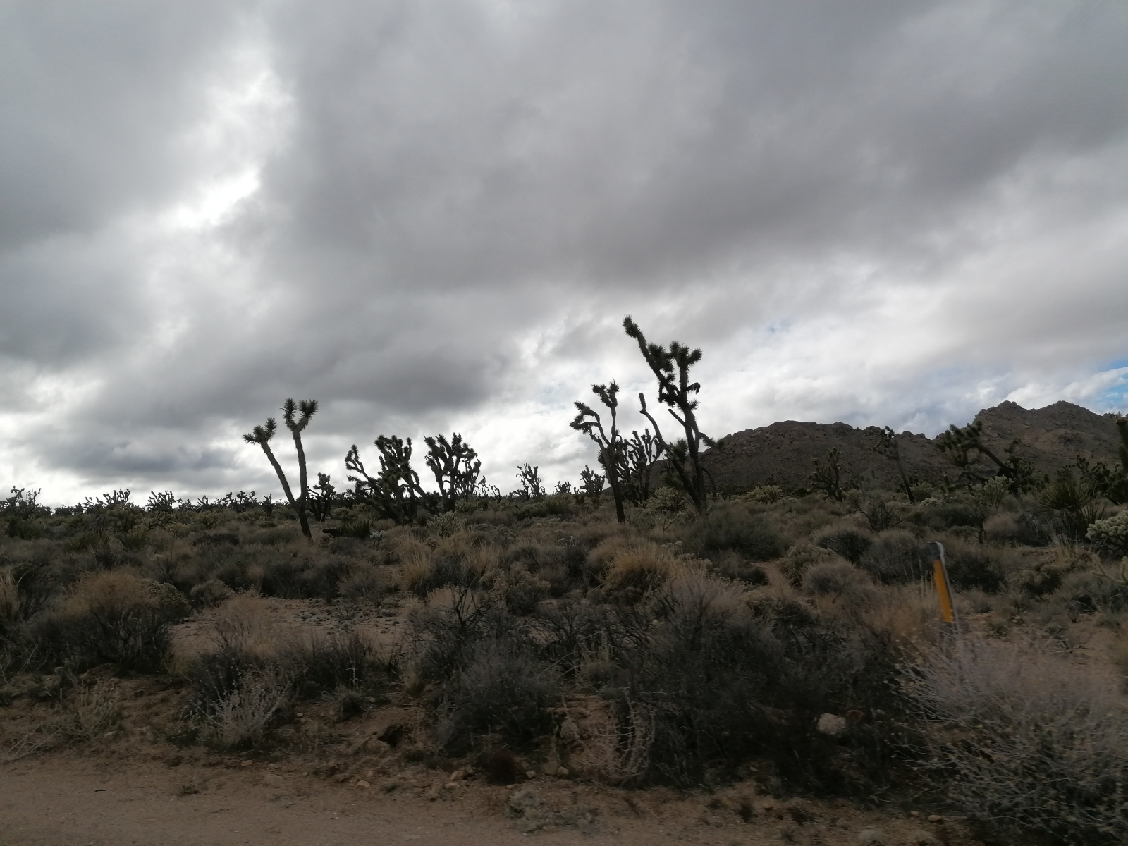 Yoshua Trees im Mojave Natl Park