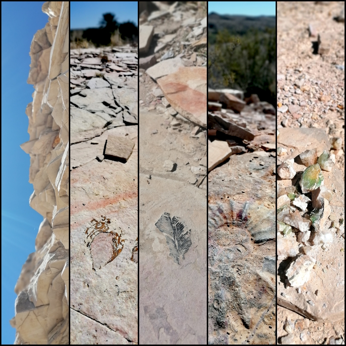 Was das Sedimentgestein so zeigt: Fossilien, Minerale...