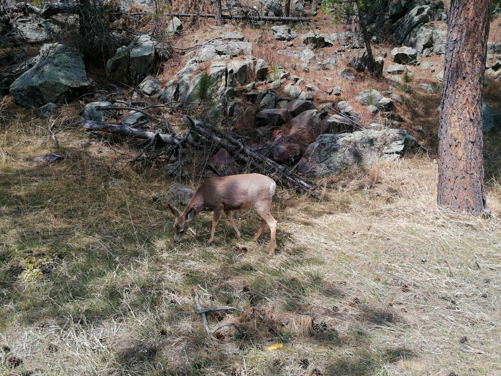 Aber erstmal Bambi