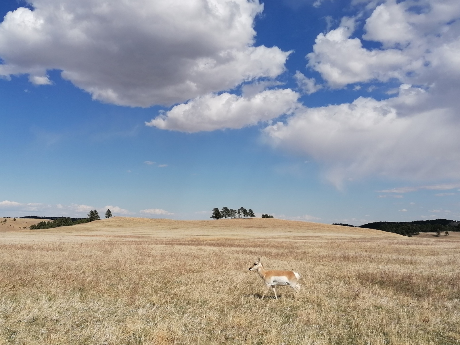 Und die Abschieds-Antilope