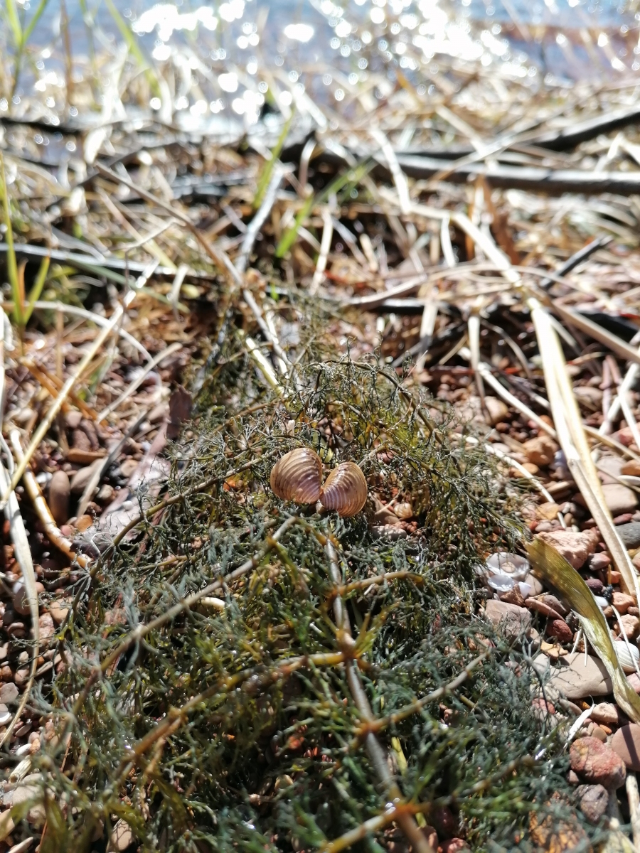 Mini-Muscheln