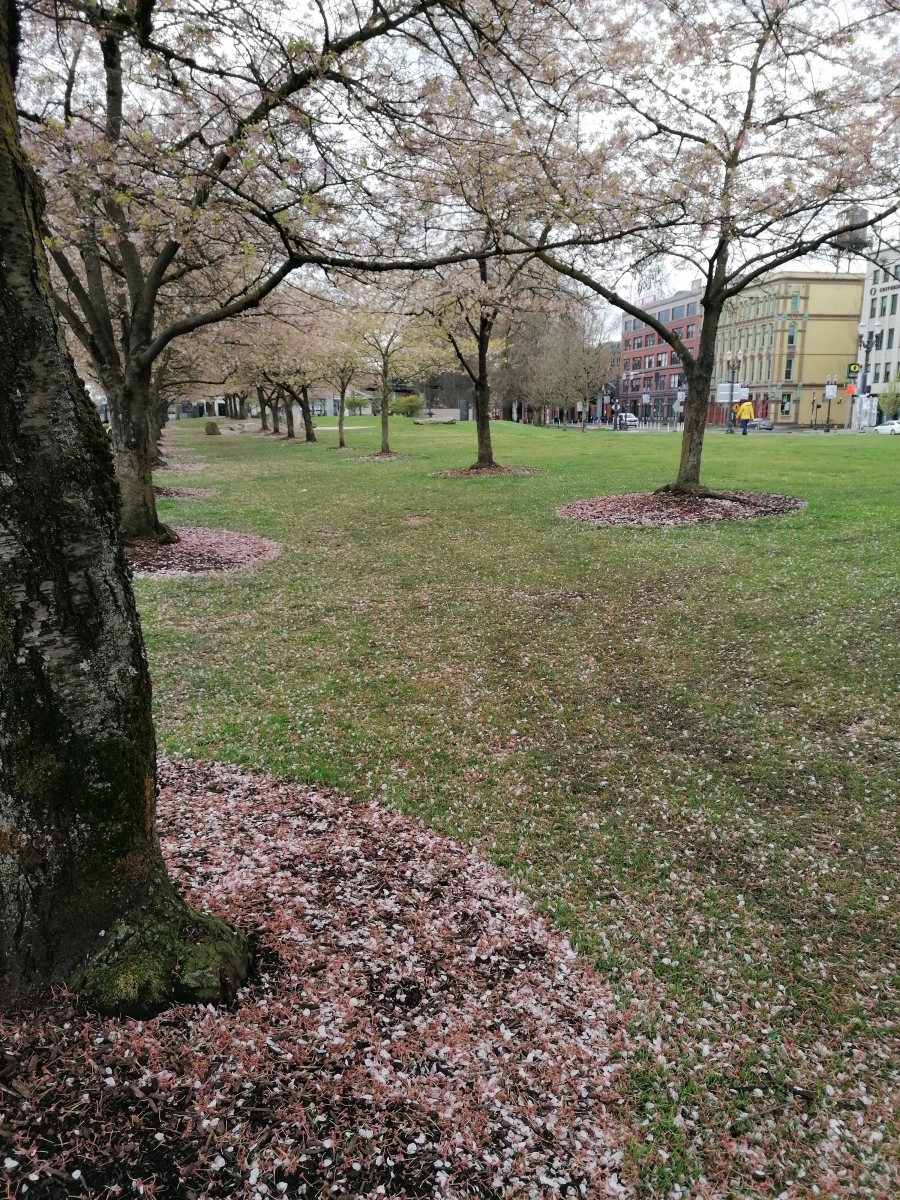 Ein Zacken zu spät für die Kirschblüte