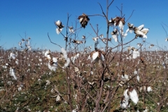 Them Cotton Fields